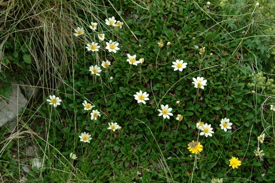 Dryas octopetala / Camedrio alpino